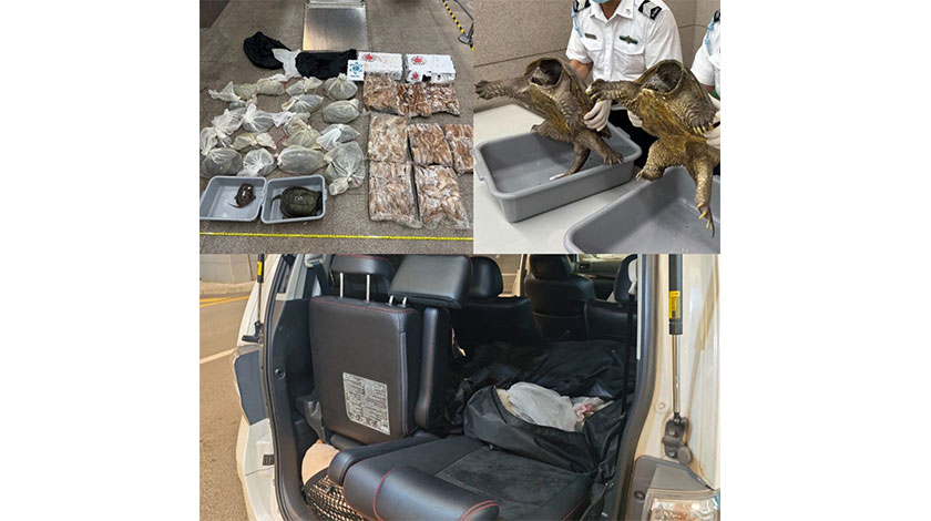 及動物毛皮到內地被截  跨境車圖走私廿隻活龜    